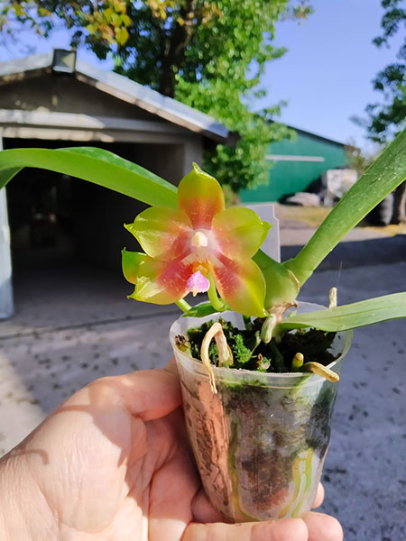 Phalaenopsis Mituo Princess 'Black Beauty' x Mituo Golden Tiger 'Green Tiger'.jpg