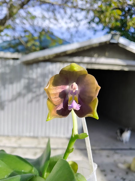 Phalaenopsis Mituo Reflex Dragon 'Blue-2' x Mituo Speciosa 'Mituo#1'.jpg