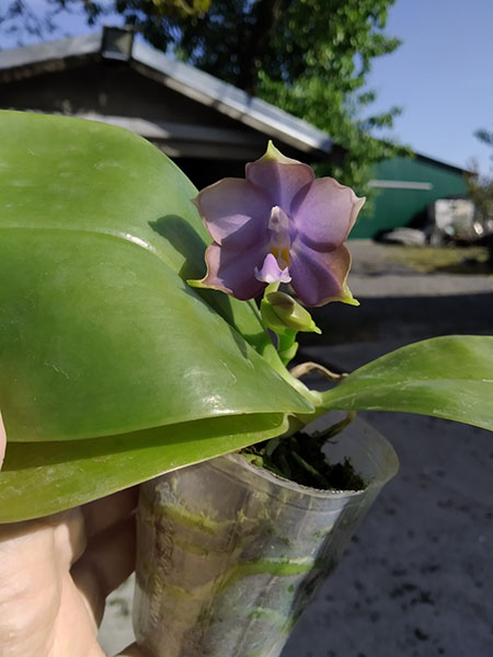 Phalaenopsis Mituo Blue Smurfs 'Blue-S' x Mituo Speciosa 'Blue-Coffe'.jpg