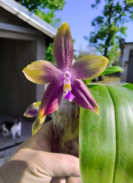 Phalaenopsis Mituo Blue Smurfs 'Blue-S' x Mituo Speciosa 'Blue-Coffe'.jpg