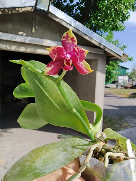 Phalaenopsis Yaphon Black Rose 'BKM-13'.jpg
