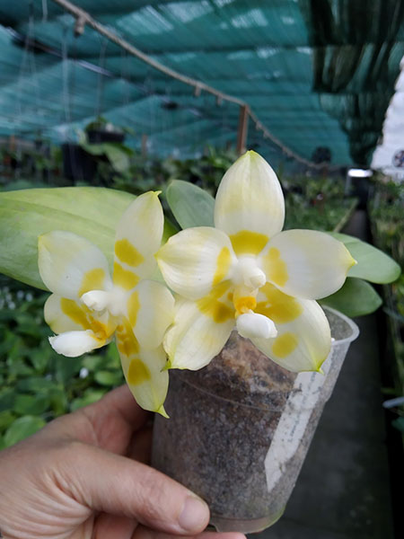 Phalaenopsis Yaphon Gelacea 'Peter 3'.jpg