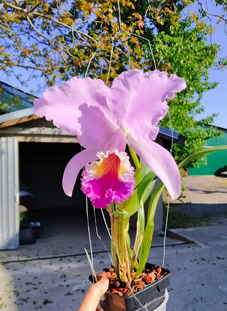 Cattleya mendelii.jpg