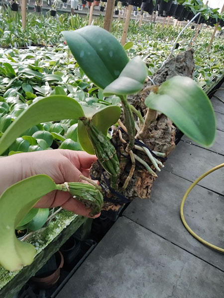 Cattleya nobilior amalie.jpg