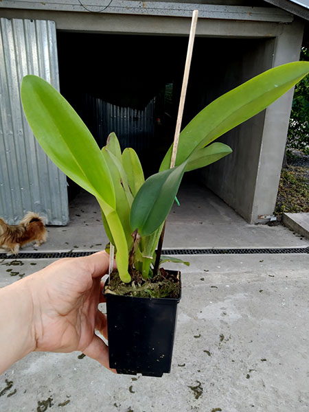 Cattleya labiata alba (K2494) x Cattleya labiata alba.jpg