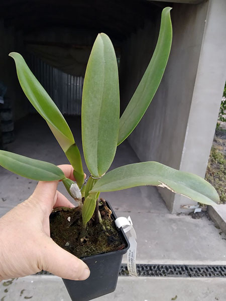 Cattleya labiata alba x concolor.jpg