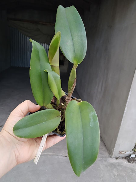 Cattleya labiata rubra 'Redonda' x labiata rubra 'Black'.jpg