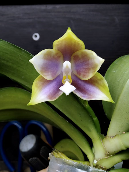 Phalaenopsis Mituo Reflex Dragon 'Blue-2' x Mituo Speciosa 'Mituo#1'.jpg