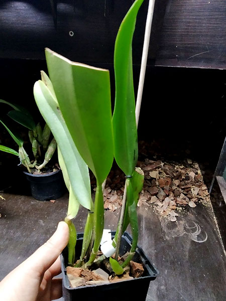 Cattleya labiata semi-alba (12306 x FS3313).jpg