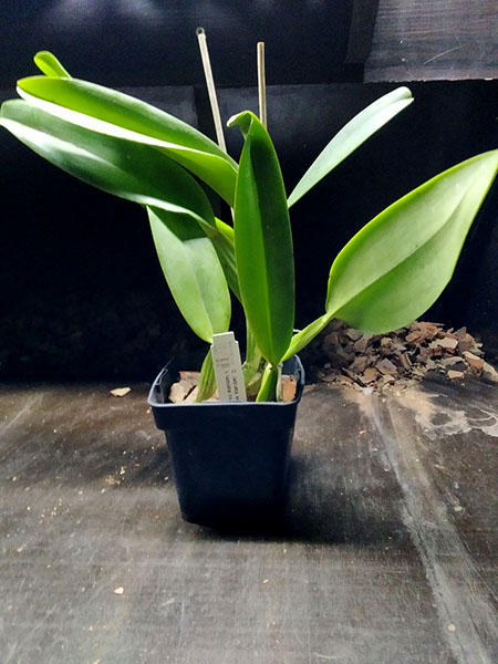 Cattleya labiata amesiana 'Marcia Regina' x labiata roxo-bispo 'Gabriela'.jpg