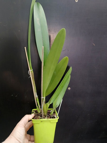 Cattleya warscewiczii ('Halo' x 'Michael').jpg