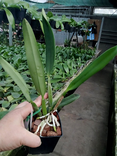 Cattleya percivaliana coerulea 'Bela' x self.jpg
