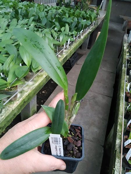 Cattleya maxima var coerulea (Gigi x Angelo) x schroederae.jpg