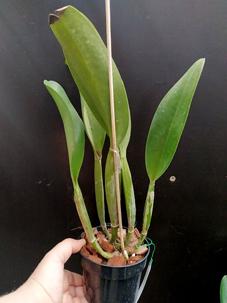 Rhyncholaeliocattleya Chaweewan Sunset '#3'.jpg