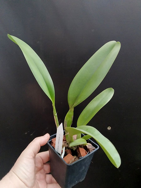 Laelia tenebrosa fma fumacina.jpg