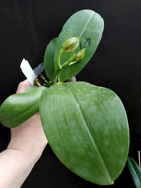 Phalaenopsis Mituo Reflex Dragon 'Blue - 2' x Mituo Love 'Rainbow-520'.jpg