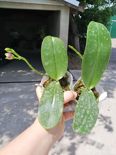 Phalaenopsis (Diamond Beauty '1202' x Mituo Reflex Dragon 'B-1').jpg