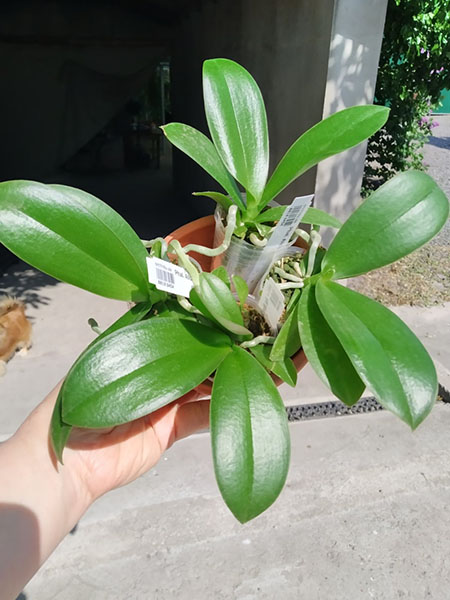 Phalaenopsis Allura 'Diamond Star'.jpg