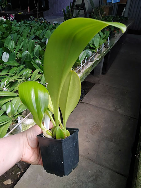 Bulbophyllum graveolens.jpg