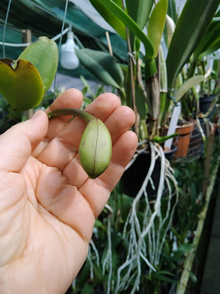 Cattleya walkeriana tipo 'Brauna'.jpg