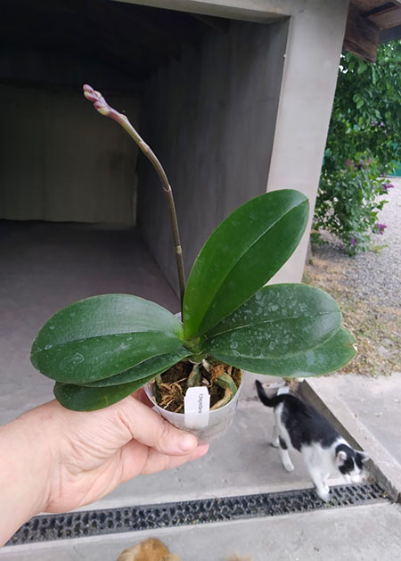 Phalaenopsis Ching Ann Diamond 'ES' #39.jpg