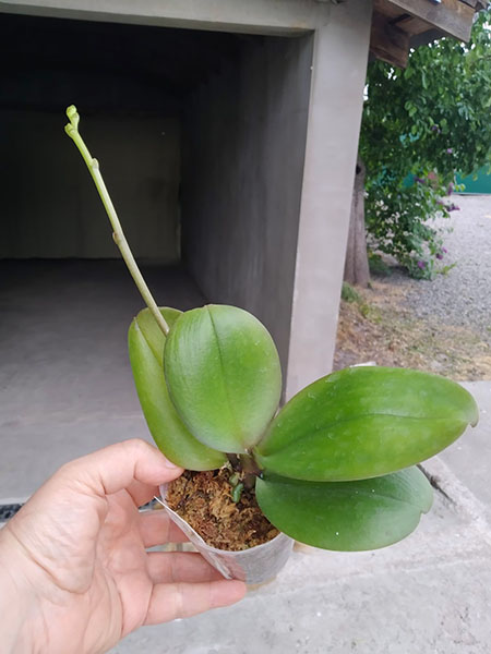 Phalaenopsis Mituo Golden 'M-2' x Ld's Bear Queen.jpg