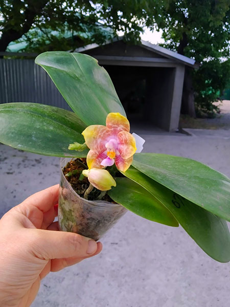 Phalaenopsis Mituo Princess 'Black Beauty' x Mituo Golden Tiger 'Green Tiger'.jpg