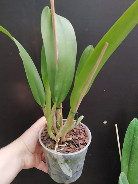 Cattleya Mrs G E Baldwin (dowiana 'La Picose' x Harold).jpg