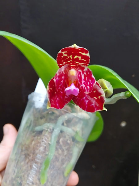 Phalaenopsis Mituo Purple Dragon x gigantea alba 'Ta wei'.jpg