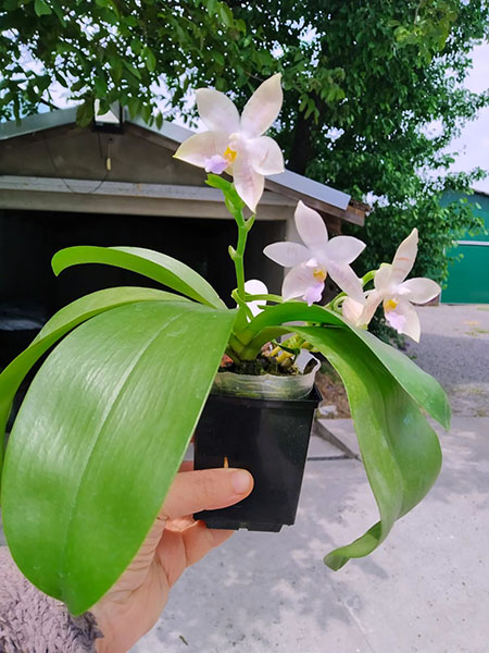 Phalaenopsis Penang Violacea x tetraspis.jpg