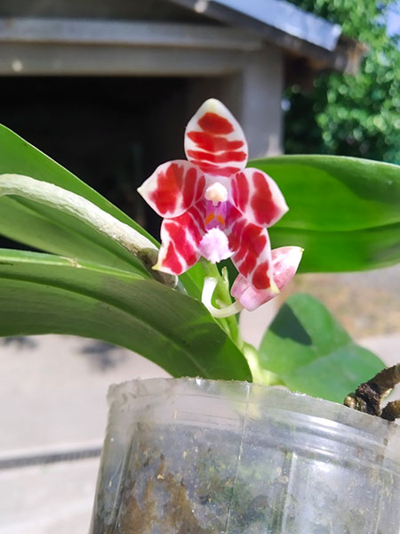 Phalaenopsis Chienlung Mary (speciosa x mariae).jpg