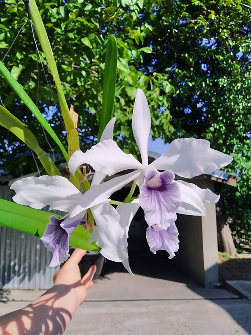Laelia purpurata werkhauseri x sib.jpg