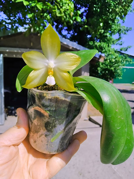 Phalaenopsis Tzu Chiang Tetralitz x Mituo Reflex Dragon.jpg