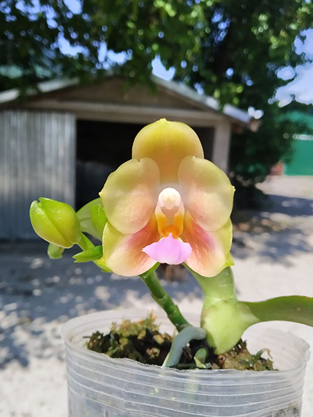 Phalaenopsis Joy Treasure (Joy Spring Venus x Joy Spring Canary 'Orange').jpg