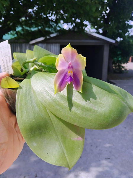 Phalaenopsis Mituo Princess 'Black Beauty' x (speciosa x Mituo Prince) 'Taro purple'.jpg
