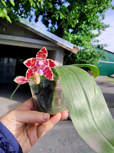 Phalaenopsis Chienlung Mary (speciosa x mariae).jpg