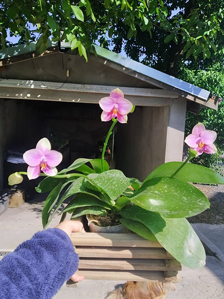 Phalaenopsis Sweet Memory.jpg