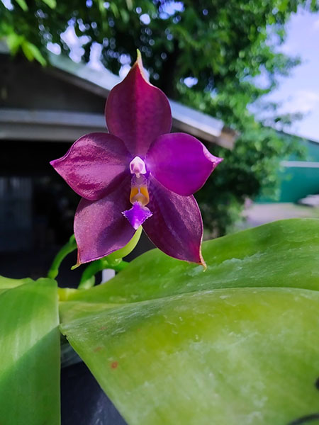 Phalaenopsis Mituo Blue Smurfs 'Blue-S' x Mituo Speciosa 'Blue-Coffe'.jpg