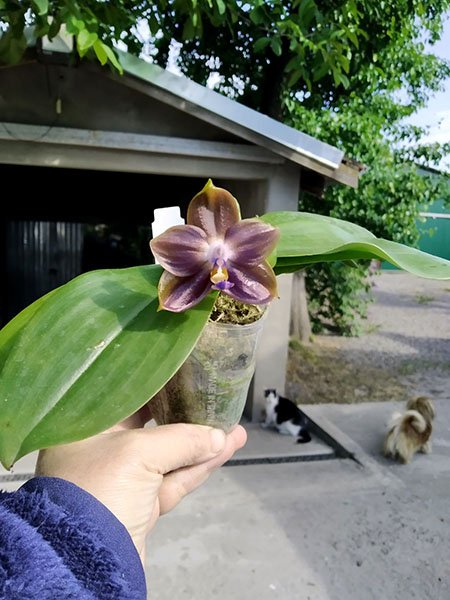 Phalaenopsis Mituo Reflex Dragon 'Blue -2' x Mituo 24 Solar Terms 'Black Angel'.jpg