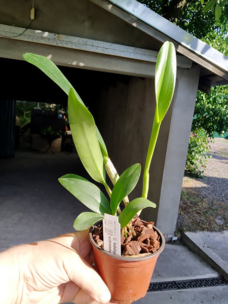 Cattleya loddigesii alba 'Sao Carlo' x schroederae (M).jpg