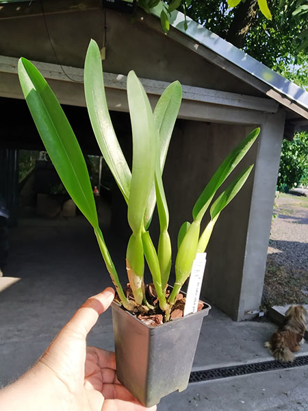 Laelia lobata alba plena.jpg