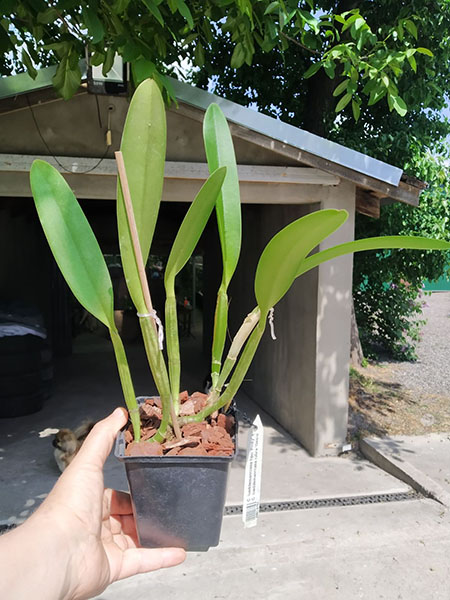 Cattleya lueddemanniana tipo 'Pinky' x Cattleya lueddemanniana rubra 'Gesia'.jpg