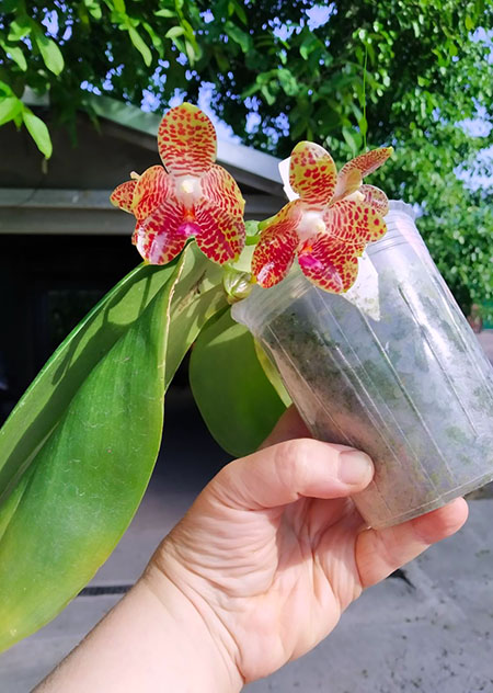Phalaenopsis gigantea 'MS' x (Ld's Bear King x javanica) Red.jpg