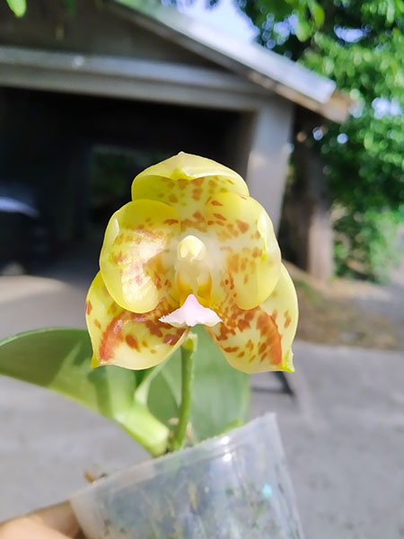 Phalaenopsis gigantea x Yaphon Lover 'Yaphon'.jpg