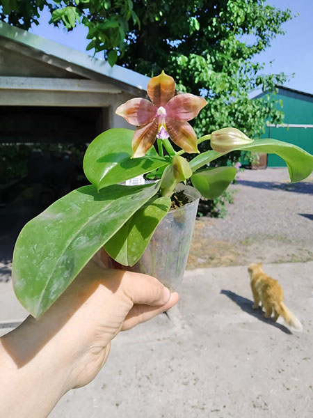Phalaenopsis Mituo Blue Smurfs 'Blue-S' x Mituo Speciosa 'Blue-Coffe'.jpg