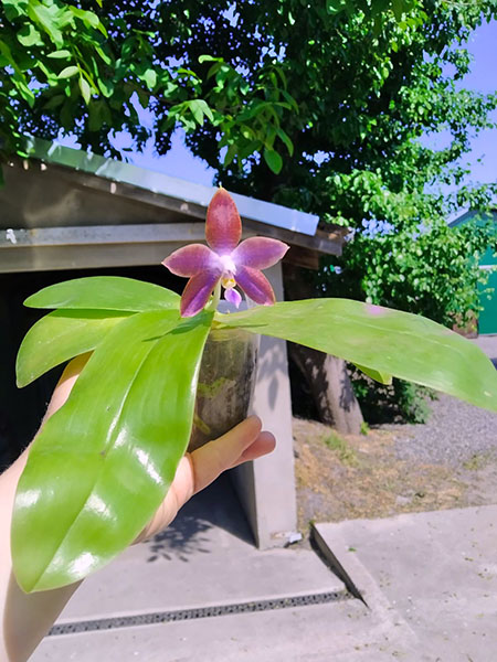 Phalaenopsis Mituo Blue Smurfs 'Blue-S' x Mituo Speciosa 'Blue-Coffe'.jpg