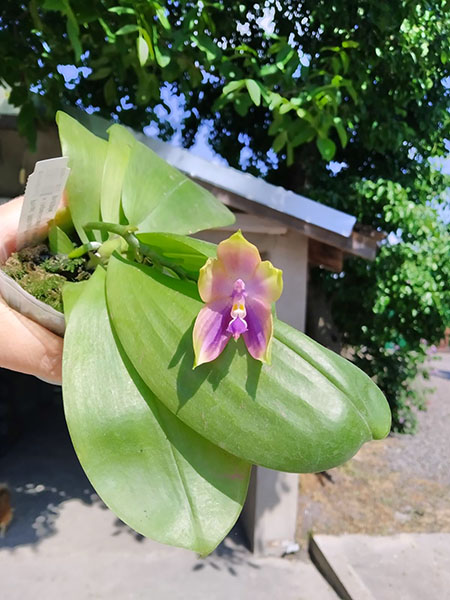 Phalaenopsis Mituo Princess 'Black Beauty' x (speciosa x Mituo Prince) 'Taro purple'.jpg