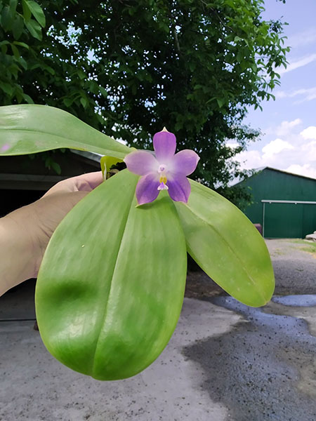 Phalaenopsis Mituo Blue Smurfs 'Blue-S' x Mituo Speciosa 'Blue-Coffe'.jpg