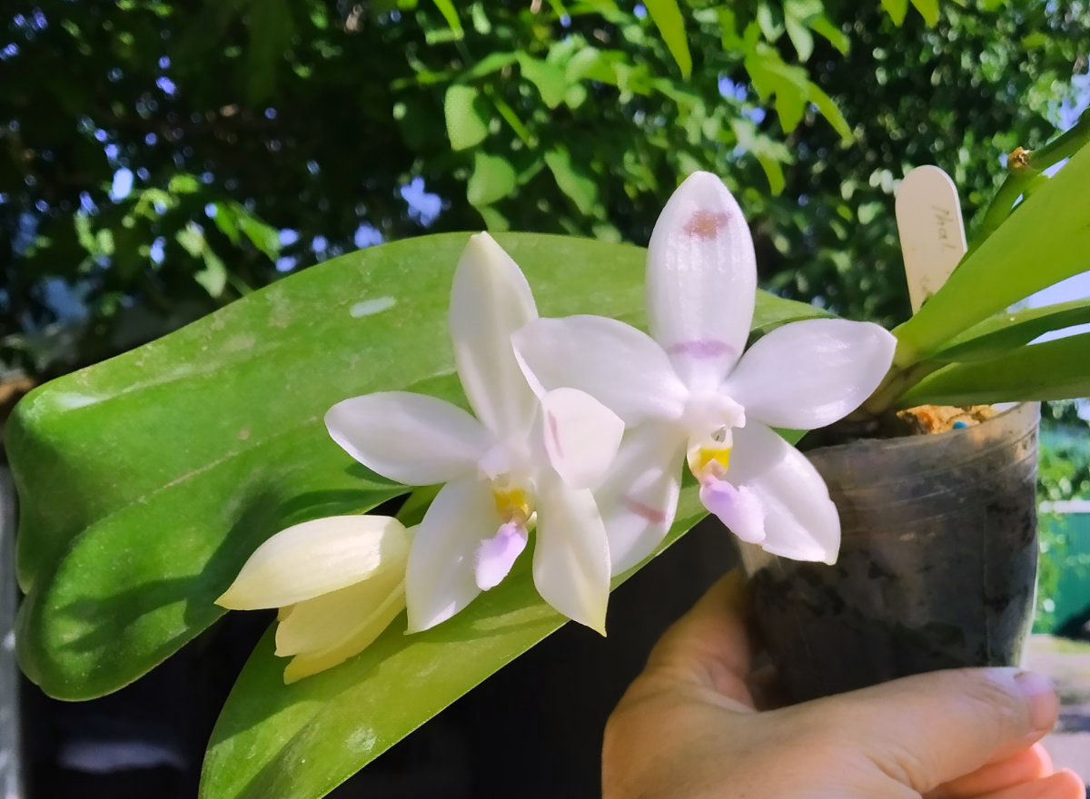 Phalaenopsis Penang Violacea x tetraspis.jpg