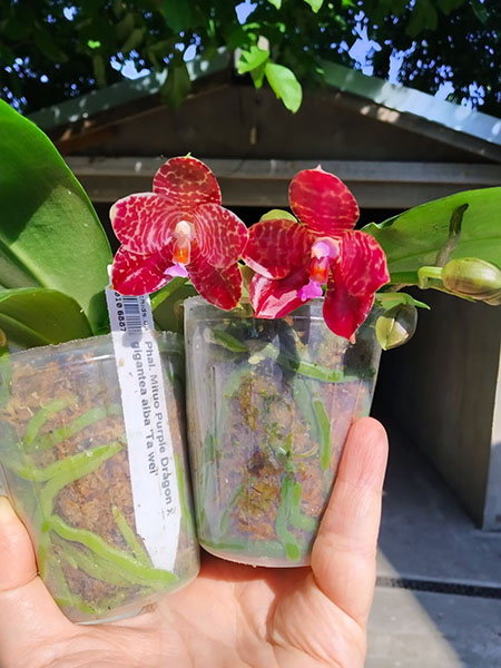 Phalaenopsis Mituo Purple Dragon x gigantea alba 'Ta wei'.jpg